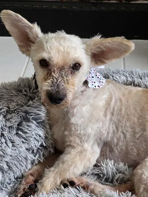 Milo - Terrier