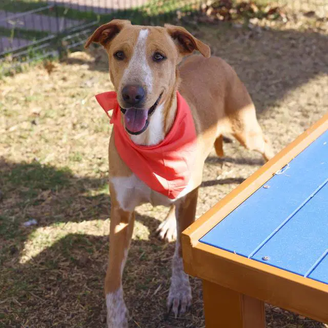 Holly - Hound