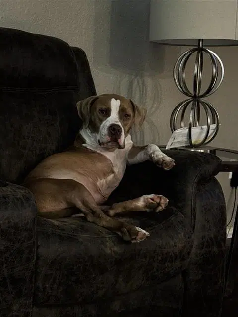 Jax - American Staffordshire Terrier