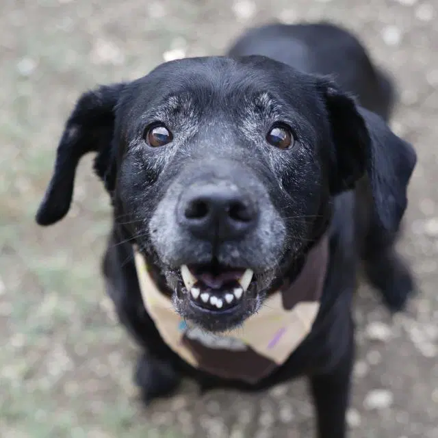 Maya - Labrador Retriever