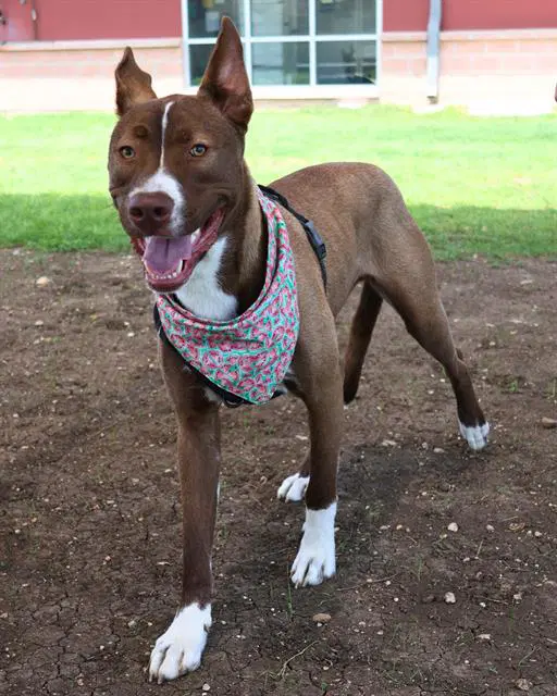 Doggie image 1