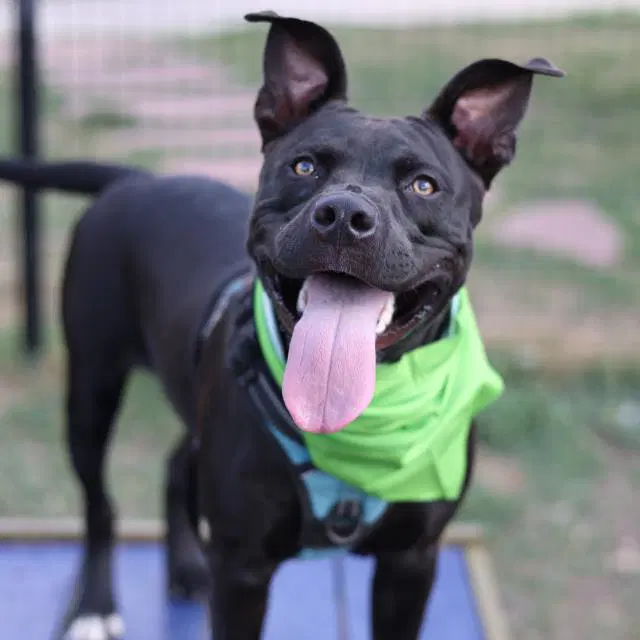 Apollo - Staffordshire Bull Terrier