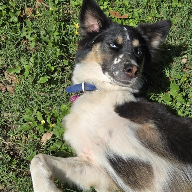 LULU
