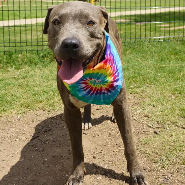 Lexie - American Staffordshire Terrier