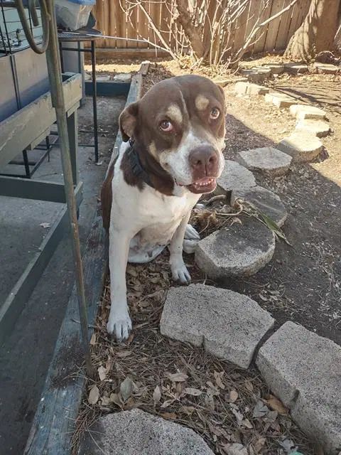 Nani - American Staffordshire Terrier