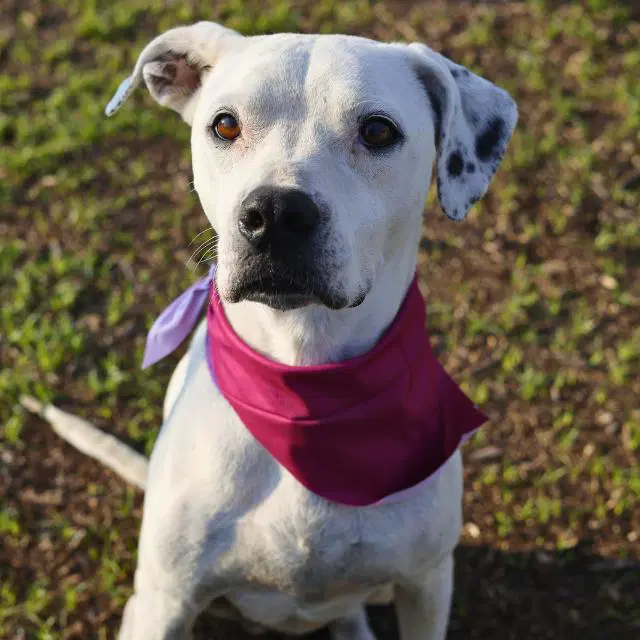 Symphony - American Staffordshire Terrier