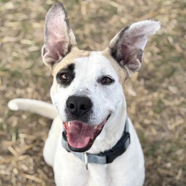 Judy - American Staffordshire Terrier
