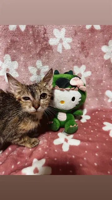 Tuna - Domestic Short Hair