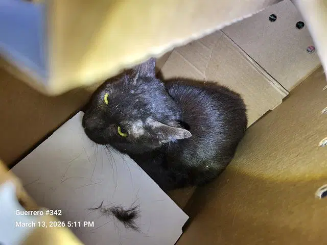 Unknown - Domestic Short Hair