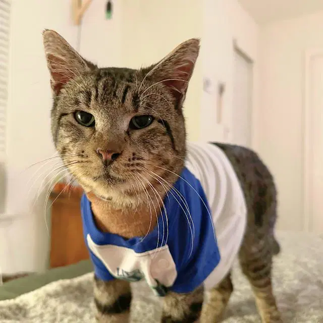 Madix - Domestic Short Hair