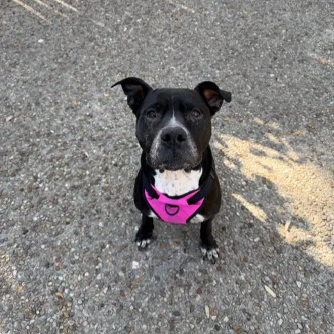 Eva - American Staffordshire Terrier