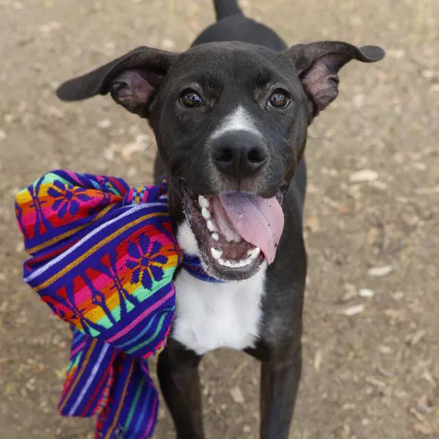 Maxwell - Labrador Retriever