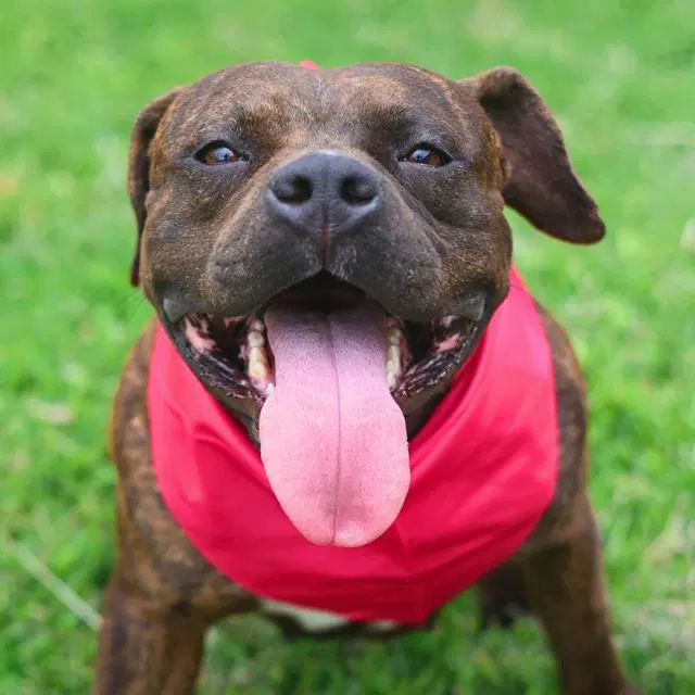 Maisie - American Staffordshire Terrier