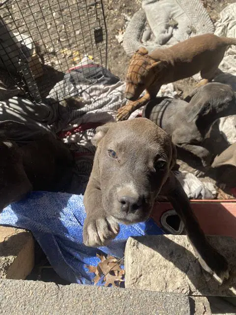 Spot - American Staffordshire Terrier