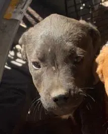 Dot - American Staffordshire Terrier