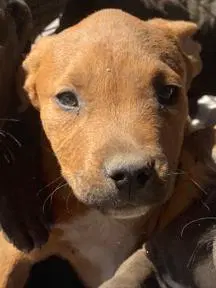 Blurb - American Staffordshire Terrier