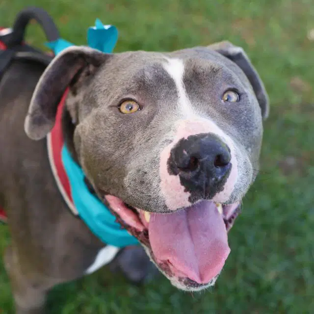 Crow - American Staffordshire Terrier