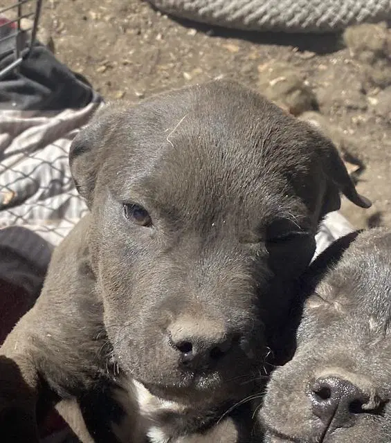Blot - American Staffordshire Terrier