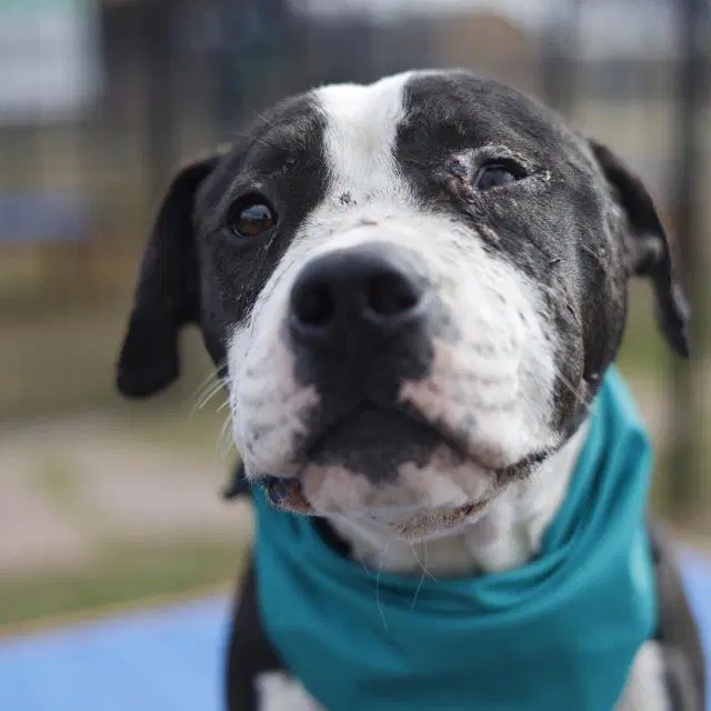 Frank The Tank - American Staffordshire Terrier