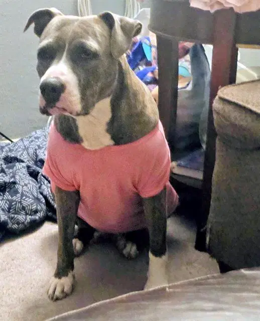 Ruby Ann - American Staffordshire Terrier