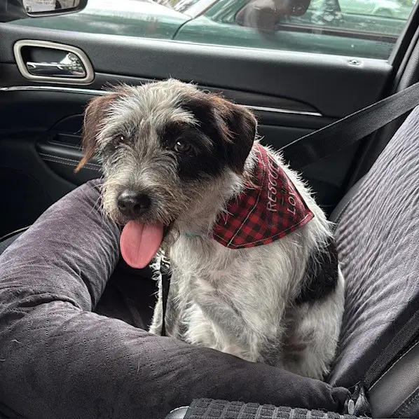 Birdie - Terrier