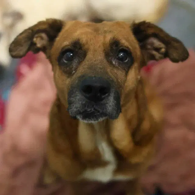 Reggie - Rhodesian Ridgeback
