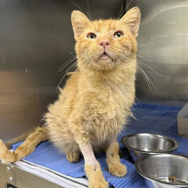 Boyd - Domestic Short Hair