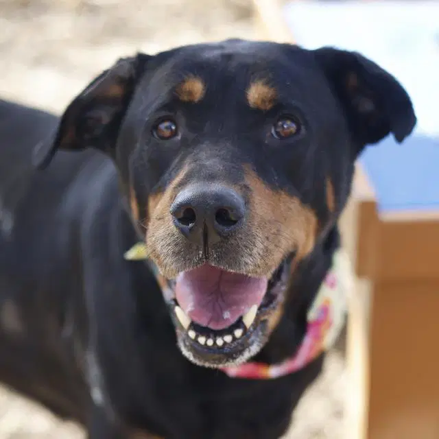 Calliope - Rottweiler