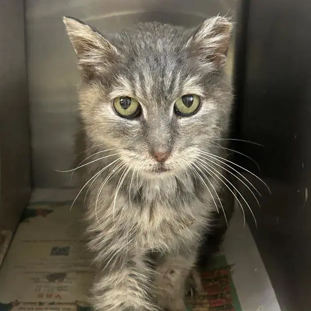 Jasper - Domestic Medium Hair