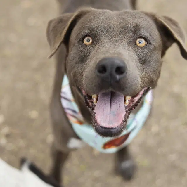 Choco - American Staffordshire Terrier