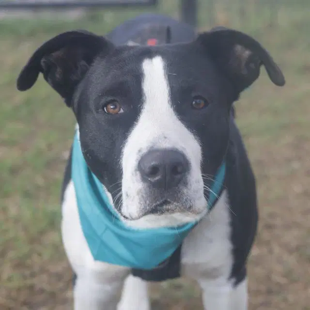 Lobo - American Staffordshire Terrier