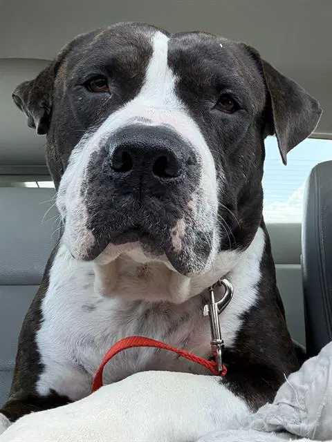 Buck - American Bulldog
