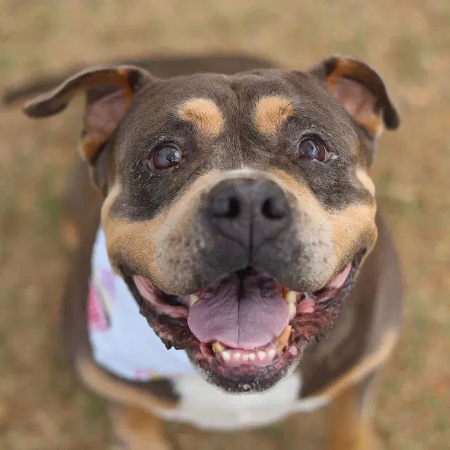 Jon Jon - American Bulldog