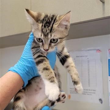 picture of the cat needing adoption