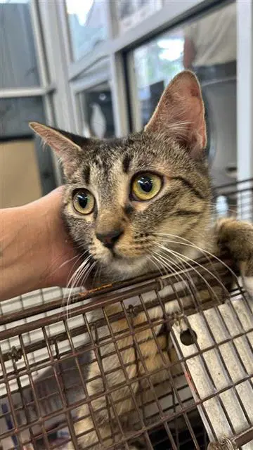 Iris - Domestic Short Hair