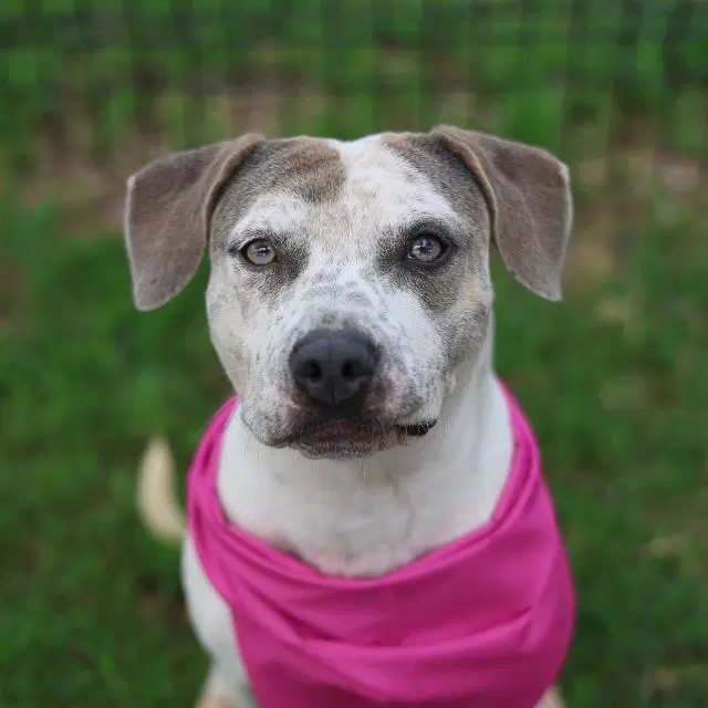Rosita - Staffordshire Bull Terrier