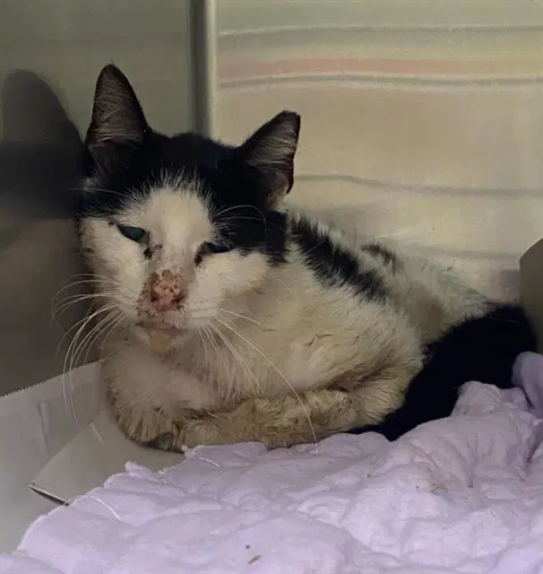 Oreo - Domestic Short Hair