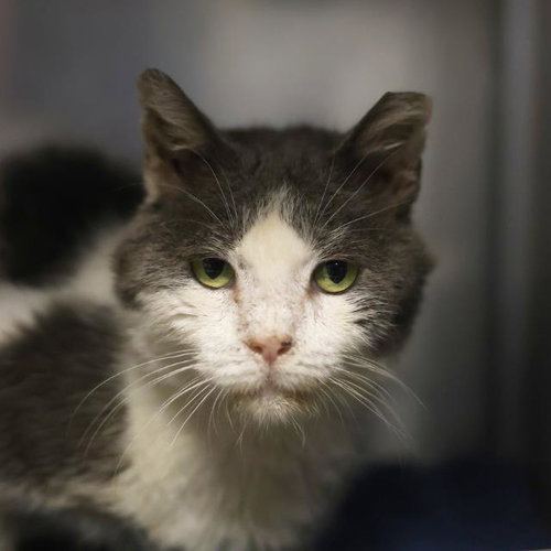 BOSTON, a cat for adoption from San Antonio Animal Care Services
