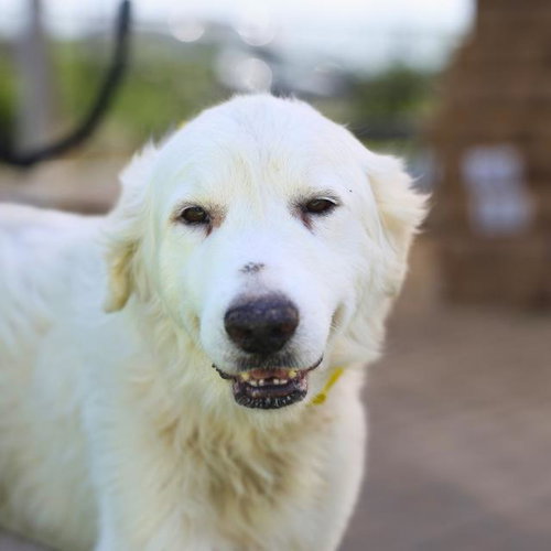 Whitey