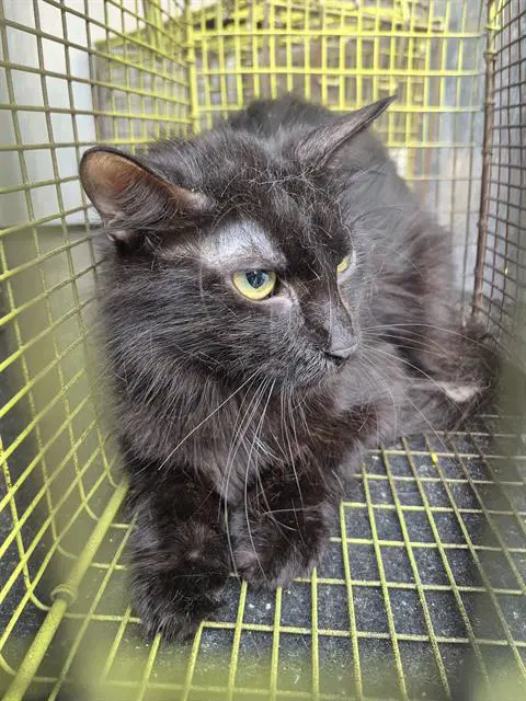 Jerry - Domestic Medium Hair