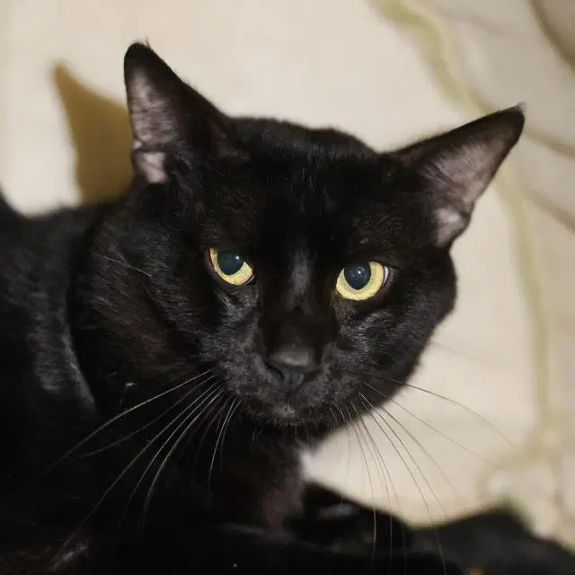 John - Domestic Medium Hair