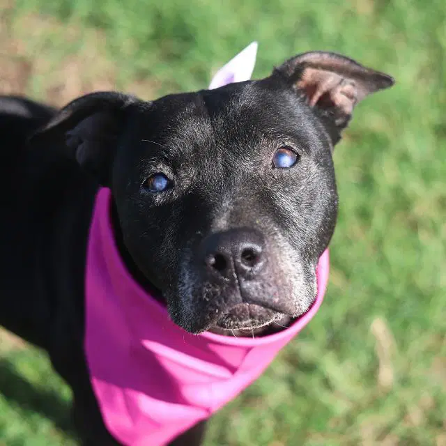 Barbie - American Staffordshire Terrier