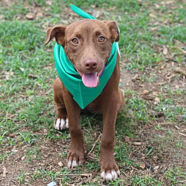Madonna - American Staffordshire Terrier
