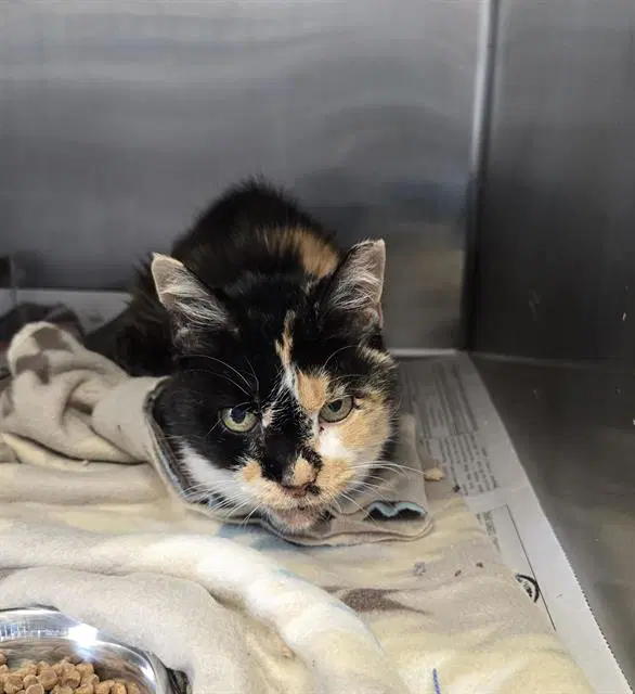 Ursula - Domestic Short Hair