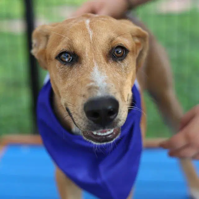 Dallas - Terrier