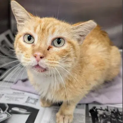 Cecil - Domestic Short Hair