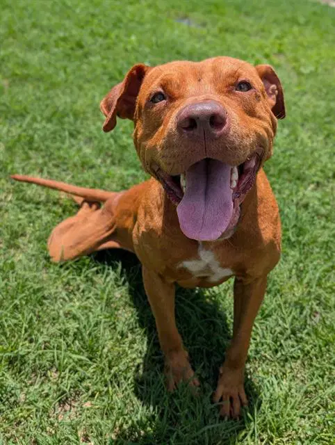 Good-Boy image 1