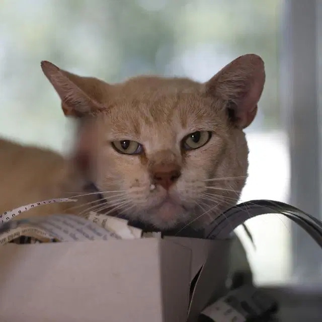 Divo - Domestic Short Hair