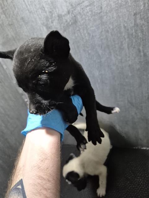 Oreo