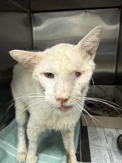 picture of the cat needing adoption